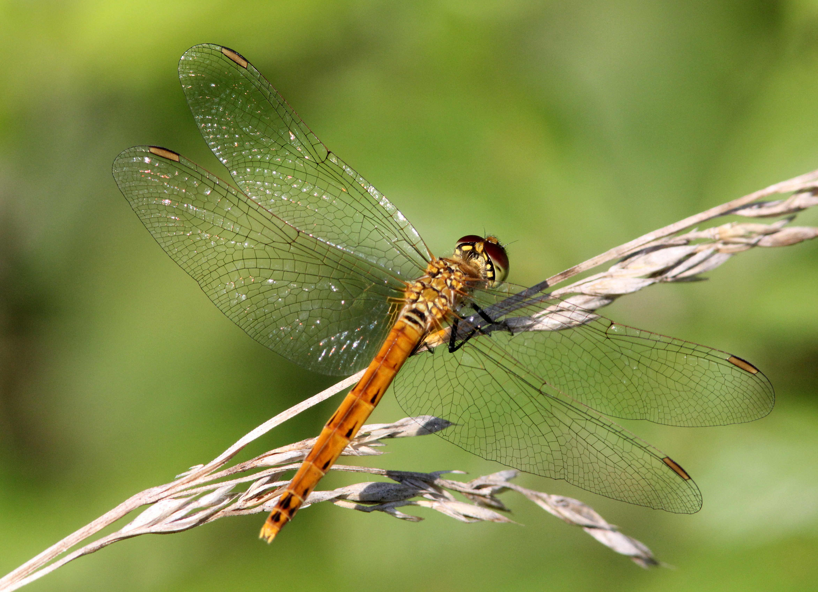 libellula del genere Sympetrum locandina libellule